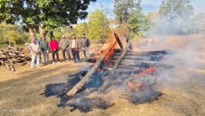 पेंच मोंगली अभ्यारण्य में बाघ की मौत, नाखून निकालने का असफल प्रयास - Seoni News