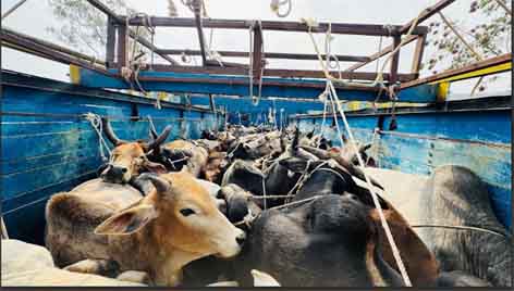 छिंदवाड़ा यशो :- राष्ट्रीय हिंदू सेना जिलाध्यक्ष यमन साहू ने बताया है कि शनिवार की सुबह तकरीबन 8बजे राष्ट्रीय हिंदु सेना के प्रदेश अध्यक्ष दीपक मालवीय जी ने सूचना दिया था कि एक ट्रक सिवनी की तरफ से गौवंश से भरा 10 चक्का ट्रक आ रहा है जिसमे उपर बोरे भरे है ओर अंदर गौवंश भरे हुऐ है जैसे ही ट्रक दिखा तो राष्ट्रीय हिंदू सेना के कार्यकर्ता की मुस्तेदी के चलते गौवंश से भरी गाडी क्रमांक रूश्च09्रश्व 1120 पकड़ा गया जिसका पीछा राष्ट्रीय हिंदु सेना के अजय चंद्रवंशी ओर हेमंत साहू द्वारा उमरिया इशरा से पीछा किया गया । जहां अतरवाड़ा के पास राष्ट्रीय हिंदू सेना के कार्यकर्ता पदाधिकारियो की सूझबूझ से पकडा गया जिसमे एक तस्कर पकड़ाया एक फरार हो गया।