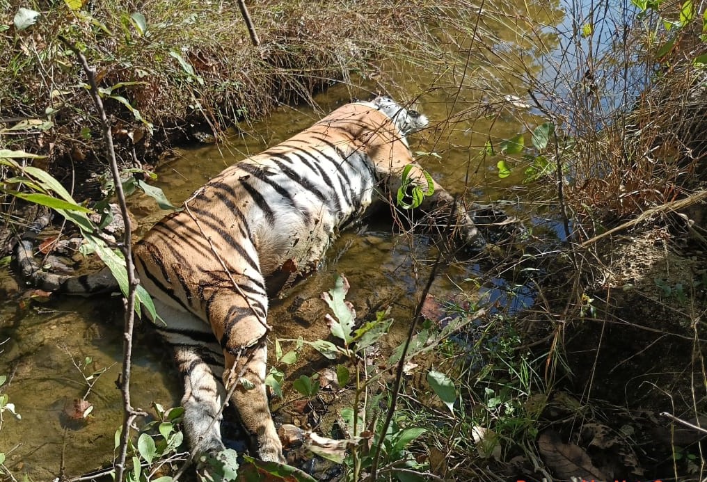 सिवनी यशो:- आज 05 जनवरी को मोगली अभ्यारण और ग्राम जीरेवाड़ा की सीमा पर मादा बाघिन का शव मिला। पेंच टाइगर रिजर्व के उपसंचालक रजनीश कुमार सिंह ने जारी प्रेस नोट में बताया है कि मृत बाघिन की आयु लगभग 4-5 वर्ष थी। प्रथम दृष्टया बाघिन की मृत्यु विद्युत करंट से हुई प्रतीत हो रही थी। शव के समीप करंट लगाने के अन्य साक्ष्य भी मिले। प्रकरण में जांच जारी है।