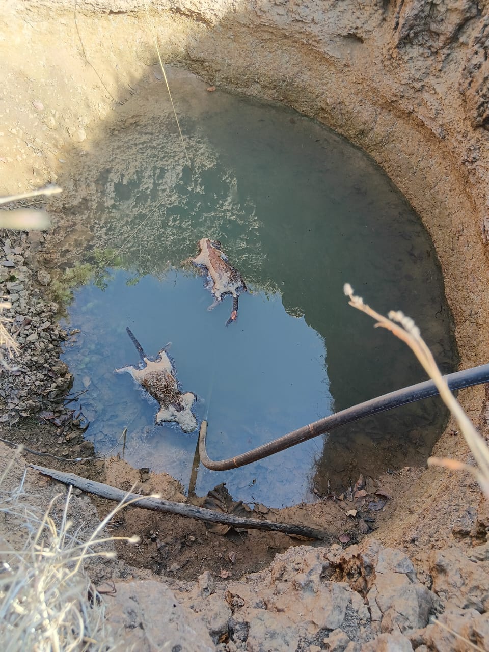 सिवनी यशो:- दक्षिण सामान्य वनमंडल सिवनी अंतर्गत आने वाले सिवनी परिक्षेत्र के बाम्हनदेही बीट के कक्ष क्रमांक आर 06 से लगे एक किसान के खेत में स्थित कुंए में वन्यप्राणी तेंदुआ के दो शावक के शव मिले है जिसमें वन विभाग जांच में लगा हुआ है।