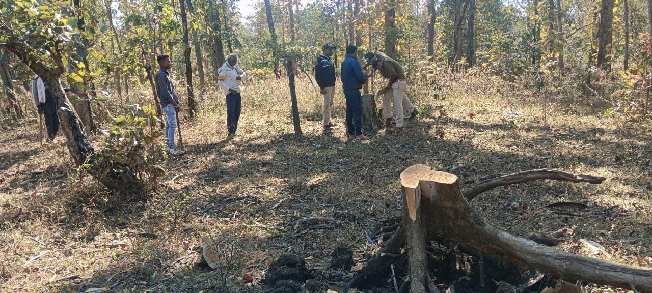 सिवनी यशो:- केवलारी वन परिक्षेत्र में अवैध कटाई की जाँच तेजी से चल रही है । इस वन परिक्षेत्र में 13 बीट है अभी तक केवल तीन बीटों की जाँच की गयी है और इन तीनों बीटों में अंधाधुंध अवैध कटाई होना पाया गया है । जाँच टीम ने के प्रतिवेदन पर तीनों बीटों के वनरक्षको पर जिम्मेदारी तय करते हुये उन्हें निलंबित कर दिया गया है ।