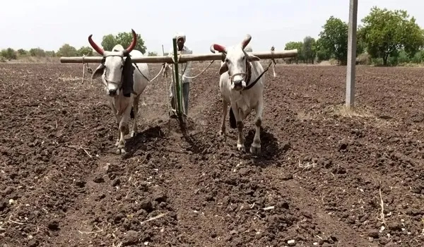 भोपाल यशो:- किसान कल्याण एवं कृषि विकास मंत्री एदल सिंह कंषाना ने कहा है कि ग्रीष्मकालीन सब्जियों की पौध की तैयारी व बुवाई का यह उपयुक्त समय चल रहा है। बुवाई 15 फरवरी से 15 मार्च तक कर सकते हैं। ग्रीष्मकालीन सब्जियों लौकी, कद्दू, करेला, तोरई, खीरा, टिण्डा की बुवाई का यह उपयुक्त समय है।