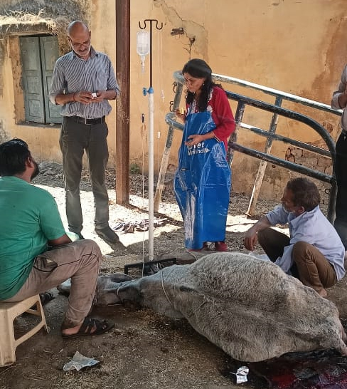 सिवनी यशो:-18 मार्च को एक गाय ने एक बच्चे को जन्म देने के उपरांत अचानक पेट के अंदर की सारी अतडी बाहर आ गई और वह तडपने लगी। आनन फानन में किसी तरह उस जानवर को पशुचिकित्सालय सिवनी छिंदवाडा चौक लाया गया गाय की इस स्थिति को देख डाँ रजना मावलंक एवं डाक्टर सनोडिया ने लगभग दो घंटे तक