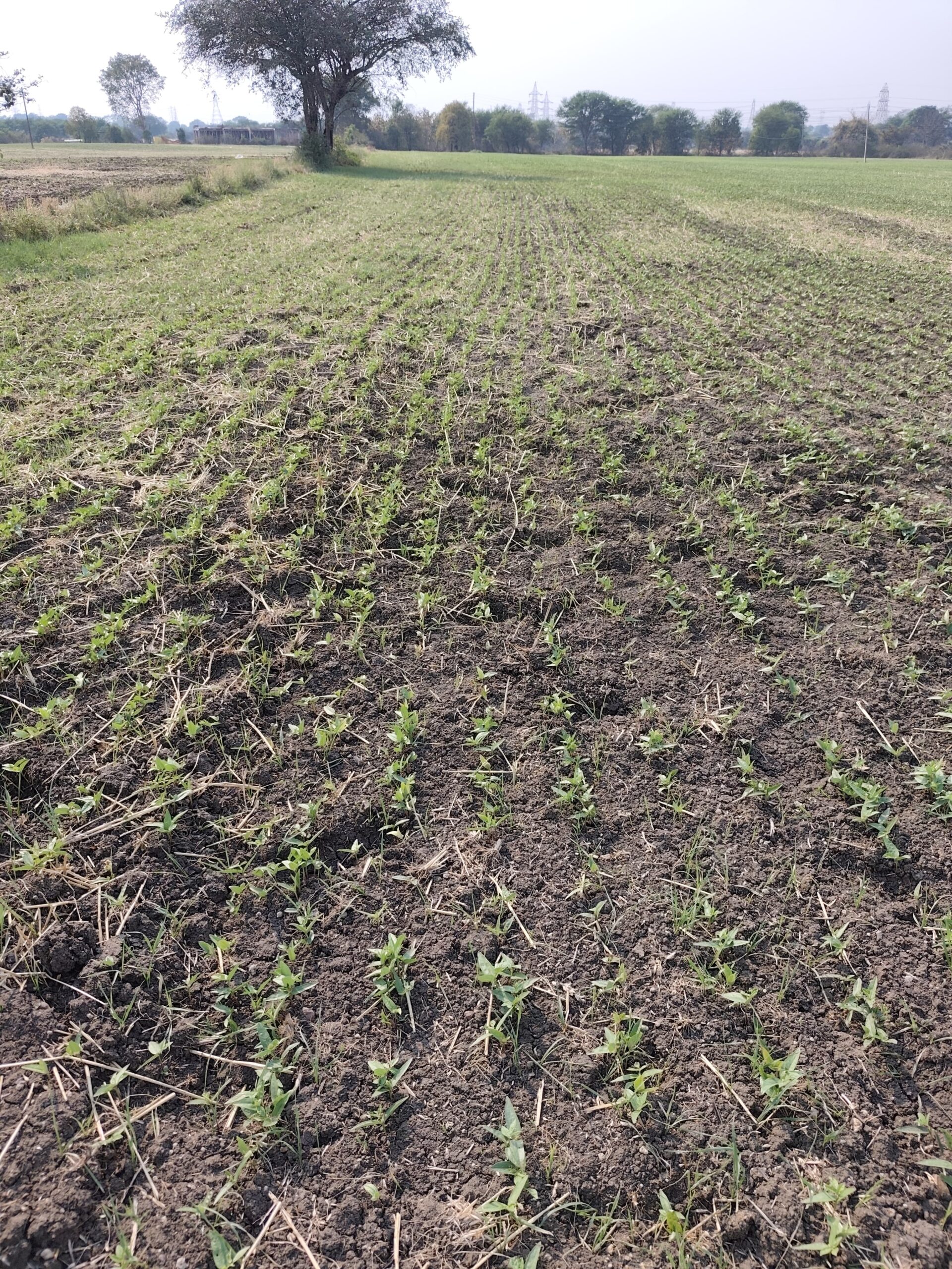 सिवनी यशो:- कलेक्टर सुश्री संस्कृति जैन के निर्देशन में जिले में नरवाई में आगजनित दुर्घटना की रोकथाम के लिए लगातार प्रयास किये जा रहे हैं। योजना अंतर्गत जिले में संबंधित विभाग द्वारा किसानों से संपर्क कर फसल कटाई उपरांत बची नरवाई के प्रबंधन के विकल्पों तथा नई तकनीक से अवगत कराने के साथ ही शासन की योजना अंतर्गत नई तकनीकी के कृषि उपकरण उपलब्ध कराये जा रहे हैं। ऐसे ही हितग्राहियों में सिवनी विकासखंड के ग्राम-परतापुर के कृषक अभिषेक सनोडिया भी है जिन्होंने वर्ष-2024-25 में कस्टम हायरिंग योजनांतर्गत सुपर सीडर मशीन प्राप्त कर पूर्व फसल की नरवाई जलाये बिना उड़द और मूंग की बोआई सुगम रूप से की है।