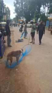 बालाघाट नगरपालिका द्वारा आवारा कुत्तों को पकड़ने का अभियान, नगर पालिका कर्मी कुत्ते को पकड़ते हुए