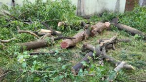 सिवनी में मुख्य वन संरक्षक कार्यालय के सामने काटे गए वृक्षों के ठूंठ और विरोध करते नागरिक