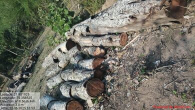 न्यू कर्माझिरी सिवनी में इमारती लकड़ी के अवैध परिवहन और चट्ठे घोटाले की现场 तस्वी