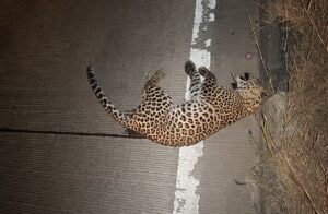 राष्ट्रीय राजमार्ग-44 पर अज्ञात वाहन की टक्कर से मादा तेंदुए की मौत, वन्यजीव सुरक्षा पर फिर सवाल