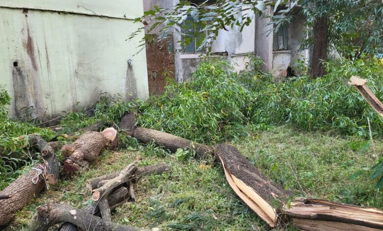 सिवनी में मुख्य वन संरक्षक कार्यालय के सामने काटे गए वृक्षों के ठूंठ और विरोध करते नागरिक