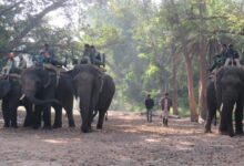 पेंच से रामगढ़ बाघिन ट्रांसलोकेशन अभियान की खोज टीम और हाथी दस्ते की गतिविधि