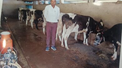 सिवनी के सफल पशुपालक संतोष बघेल अपनी डेयरी फार्म में उन्नत HF गायों के साथ