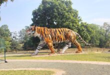 अखिल भारतीय बाघ गणना के दौरान पेंच टाइगर रिज़र्व की तेलिया बीट में सवेरे जंगल ट्रेक करते स्वयंसेवक; घने हरियाले जंगल, वन्यजीवों के ताज़ा साइन और जुगनी बाघिन के आवास क्षेत्र की प्राकृतिक सुंदरता।”