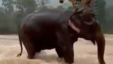 सुमात्रा में हाथी ने बाढ़ में बाघ को बचाया? वायरल वीडियो AI-जनरेटेड निकला