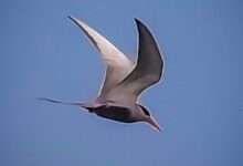 Payli area Seoni rare Asian Black-bellied Tern sighting during Asian Water Bird Census
