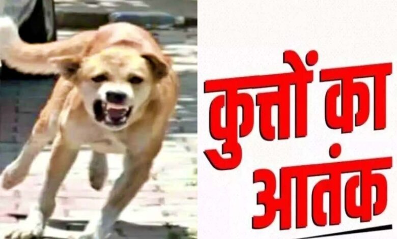 सिवनी में आवारा कुत्तों का आतंक, घायल लोग और नगरपालिका का नसबंदी एवं एंटी-रेबीज टीकाकरण अभियान