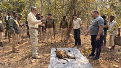 Pench Tiger Reserve Seoni female tiger cub found weak in Ari buffer range