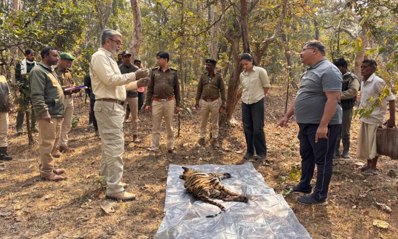 Pench Tiger Reserve Seoni female tiger cub found weak in Ari buffer range