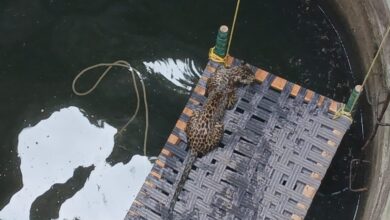 सिवनी जिले के केवलारी वन क्षेत्र में कुएं में गिरे वयस्क तेंदुए का रात में वन विभाग द्वारा रेस्क्यू