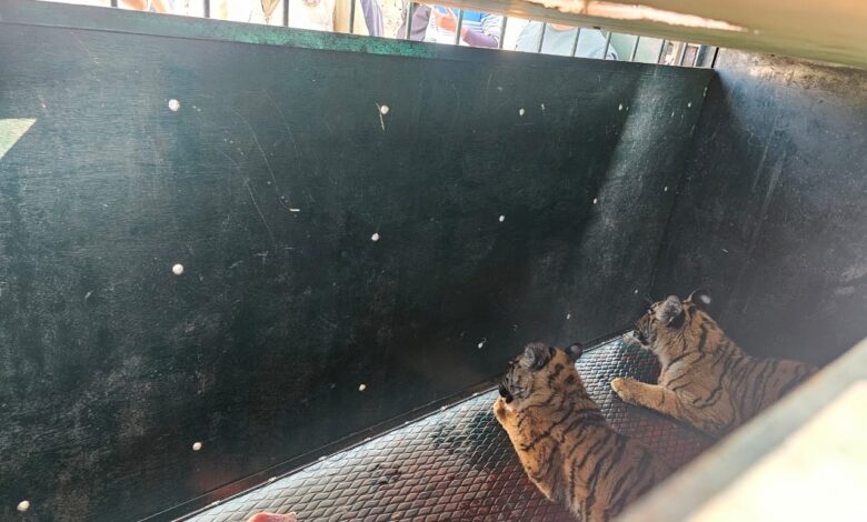 मंदिर परिसर में मिले दो बाघ शावकों का पेंच टाइगर रिज़र्व द्वारा रेस्क्यू