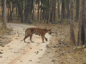 Senior tigress PN-20 seen near Baghin Nala Talab in Pench Tiger Reserve Karmajhiri Range