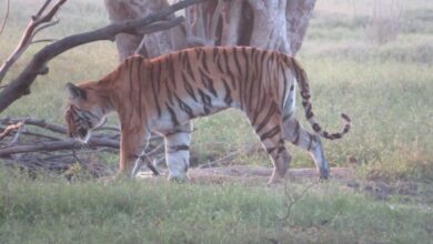 Senior tigress PN-20 seen near Baghin Nala Talab in Pench Tiger Reserve Karmajhiri Range