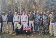 Pench Tiger Reserve gaur poaching case illegal electric current Seoni