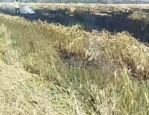 Seoni Wheat Crop Fire