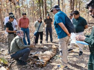 (Pench Tigress PN 20 Death) Pench Tiger Reserve famous Langdi Tigress PN20