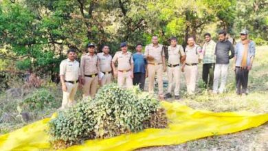 सतपुड़ा टाइगर रिजर्व के जंगल में पुलिस द्वारा नष्ट की गई अवैध अफीम की खेती