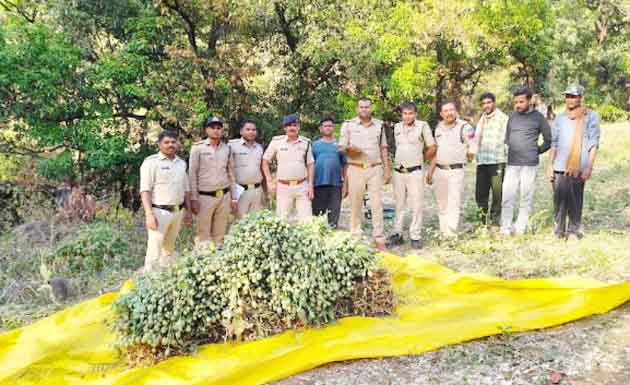सतपुड़ा टाइगर रिजर्व के जंगल में पुलिस द्वारा नष्ट की गई अवैध अफीम की खेती