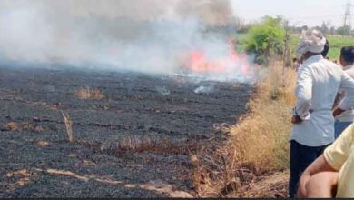 छिंदवाड़ा के चौरई में आग से जली गेहूं की फसल, 80-90 एकड़ में नुकसान
