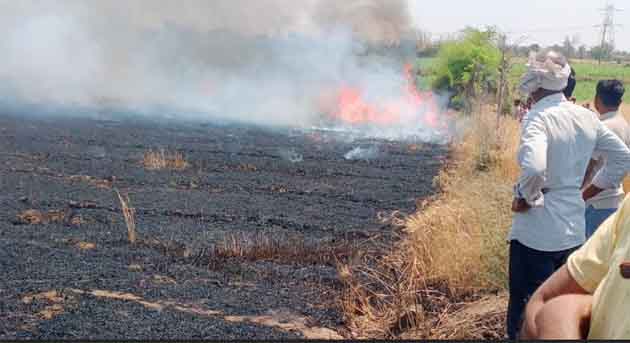 छिंदवाड़ा के चौरई में आग से जली गेहूं की फसल, 80-90 एकड़ में नुकसान
