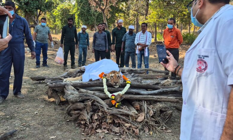 (Pench Tigress PN 20 Death) Pench Tiger Reserve famous Langdi Tigress PN20