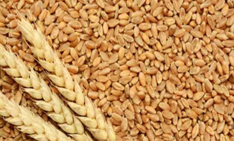 गेहूं खरीदी मध्यप्रदेश 2026- गेहूं खरीदी को लेकर भाजपा किसान मोर्चा की प्रतिक्रिया