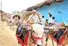 बैलगाड़ी बारात बालाघाट- सेलवा गांव में बैलगाड़ी से निकली दूल्हे अंकित देशमुख की पारंपरिक बारात, बांसुरी-डपली की धुन पर झूमते बाराती