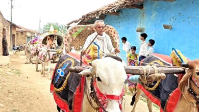 बैलगाड़ी बारात बालाघाट- सेलवा गांव में बैलगाड़ी से निकली दूल्हे अंकित देशमुख की पारंपरिक बारात, बांसुरी-डपली की धुन पर झूमते बाराती