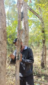 पेंच टाइगर रिजर्व घटना: सिवनी टाइगर