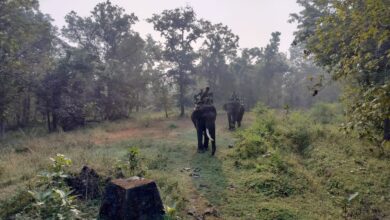 पेंच टाइगर रिजर्व घटना: सिवनी टाइगर