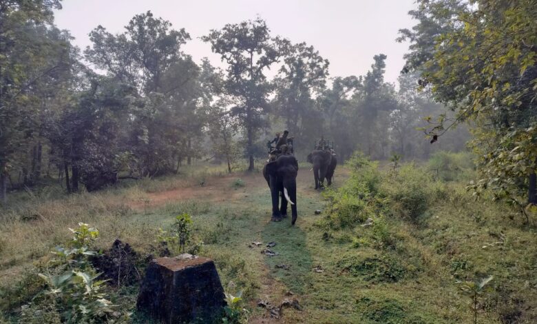 पेंच टाइगर रिजर्व घटना: सिवनी टाइगर