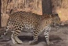 पेंच टाइगर रिजर्व तेंदुआ वीडियो - मादा तेंदुआ अपने तीन शावकों के साथ पेंच टाइगर रिजर्व में सड़क पार करते हुए