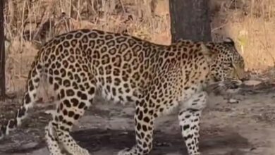 पेंच टाइगर रिजर्व तेंदुआ वीडियो - मादा तेंदुआ अपने तीन शावकों के साथ पेंच टाइगर रिजर्व में सड़क पार करते हुए