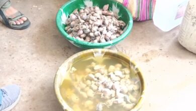 मंडला नसबंदी घोटाला- नसबंदी घोटाला, कुत्तों के अंग बरामद