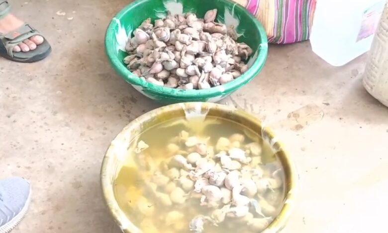 मंडला नसबंदी घोटाला- नसबंदी घोटाला, कुत्तों के अंग बरामद