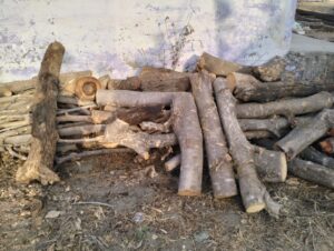 केवलारी DIET में पेड़ों की कटाई मामला