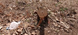 केवलारी DIET में पेड़ों की कटाई मामला