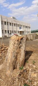 केवलारी DIET परिसर में पेड़ों की कटाई और मोक्षधाम में लकड़ी संकट