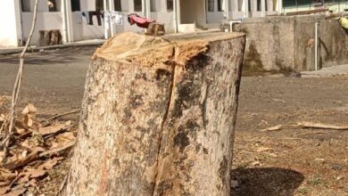 केवलारी DIET पेड़ कटाई मामला