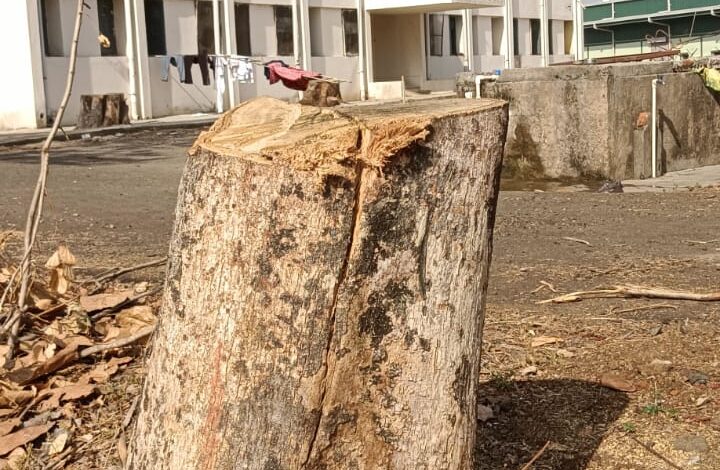 केवलारी DIET पेड़ कटाई मामला