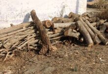 केवलारी DIET परिसर में पेड़ों की कटाई और मोक्षधाम में लकड़ी संकट