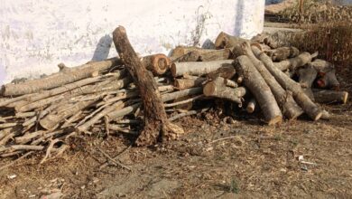 केवलारी DIET परिसर में पेड़ों की कटाई और मोक्षधाम में लकड़ी संकट